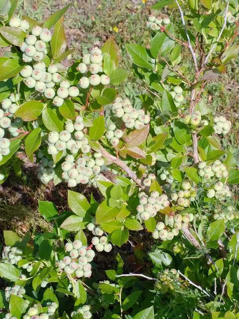 Wooddale Provincial Tree Nursery